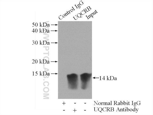 UQCRB Antibody in Immunoprecipitation (IP)