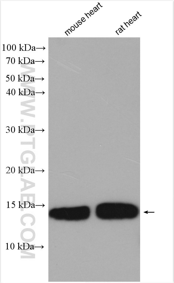 UQCRB Antibody in Western Blot (WB)