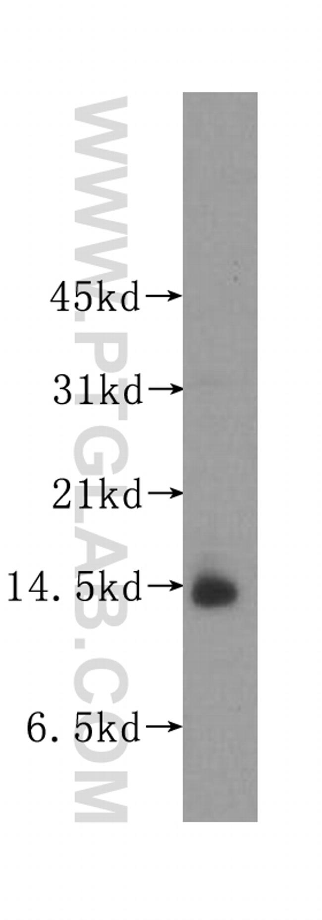 UQCRB Antibody in Western Blot (WB)