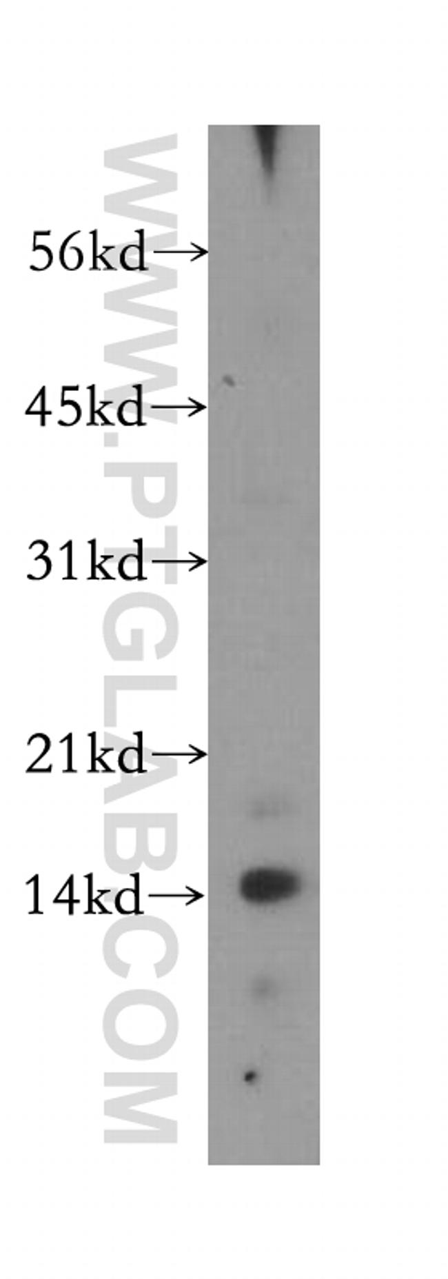 UQCRB Antibody in Western Blot (WB)