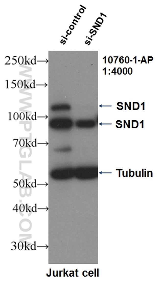 SND1 Antibody in Western Blot (WB)