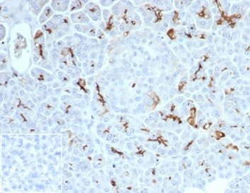 CFTR (Cystic Fibrosis Transmembrane Conductance Regulator) Antibody in Immunohistochemistry (Paraffin) (IHC (P))