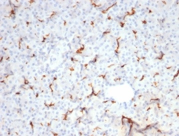 CFTR (Cystic Fibrosis Transmembrane Conductance Regulator) Antibody in Immunohistochemistry (Paraffin) (IHC (P))