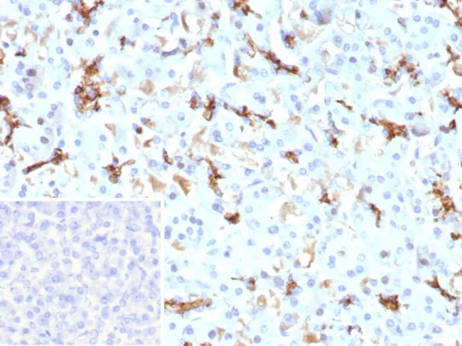 CFTR (Cystic Fibrosis Transmembrane Conductance Regulator) Antibody in Immunohistochemistry (Paraffin) (IHC (P))