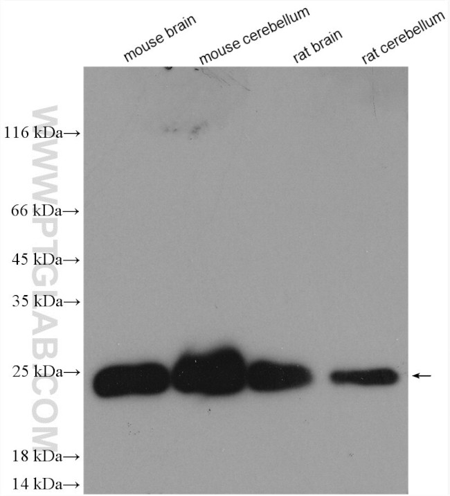 GLTP Antibody in Western Blot (WB)