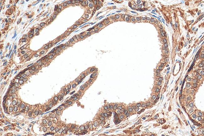 ATP1A3 (C-terminal) Antibody in Immunohistochemistry (Paraffin) (IHC (P))