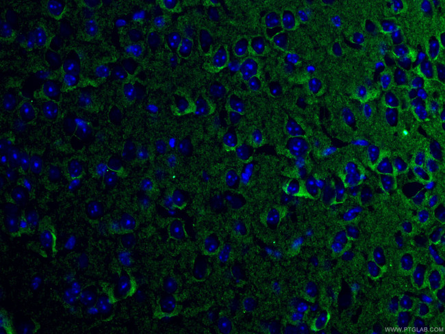 ATP1A3 (C-terminal) Antibody in Immunohistochemistry (PFA fixed) (IHC (PFA))