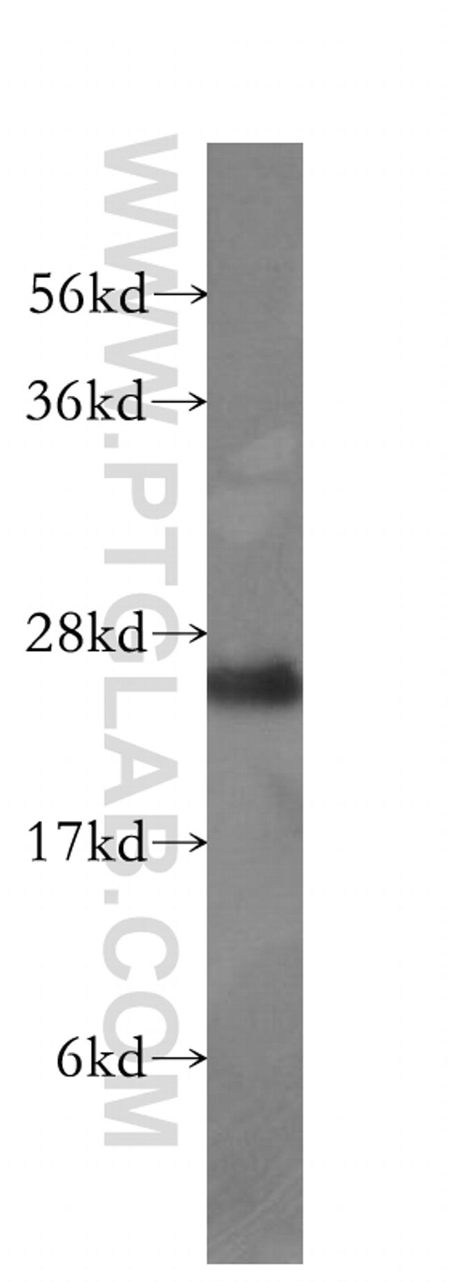 PLDN Antibody in Western Blot (WB)
