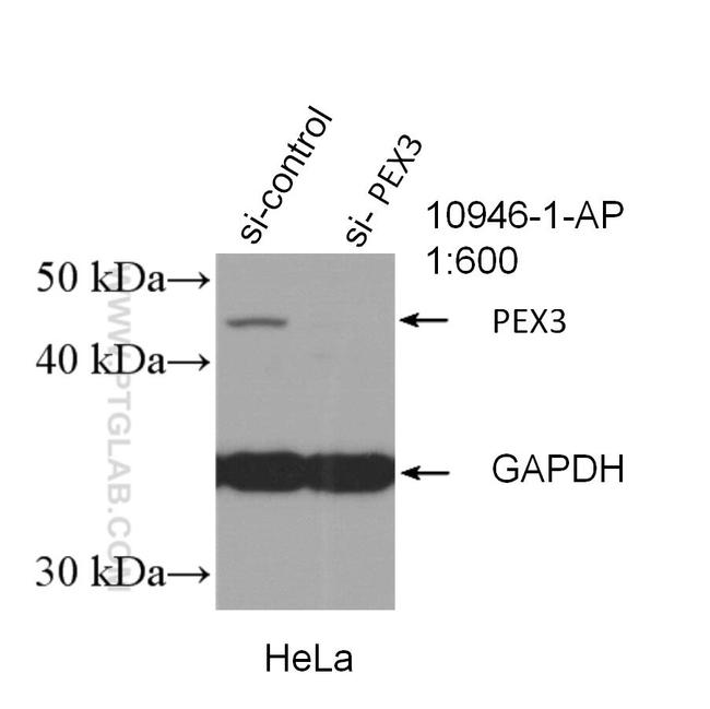 PEX3 Antibody in Western Blot (WB)