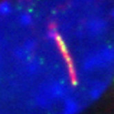 ARL3 Antibody in Immunocytochemistry (ICC/IF)