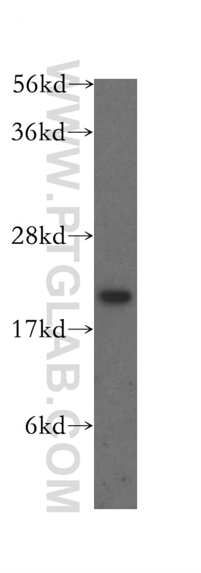 ARL3 Antibody in Western Blot (WB)