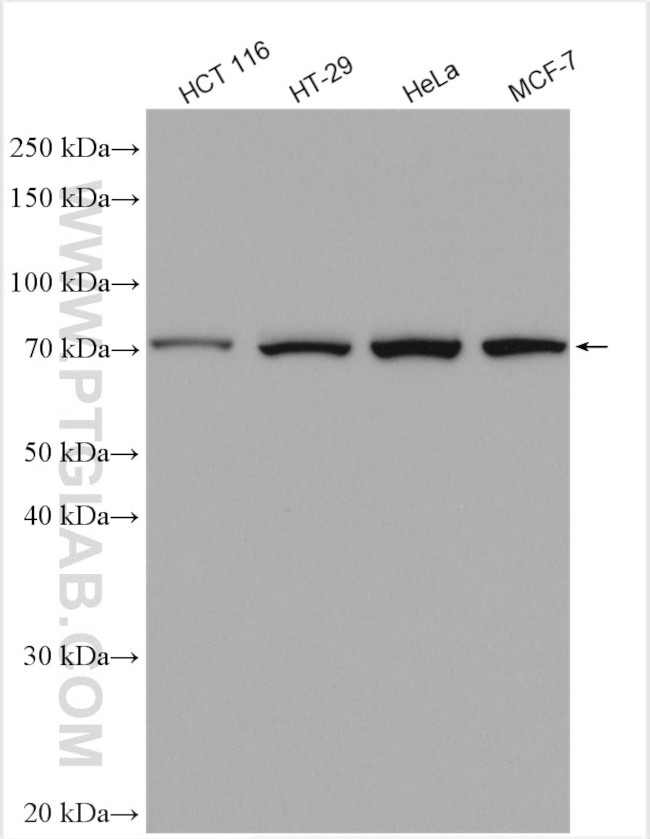 PABPC1/PABP Antibody in Western Blot (WB)