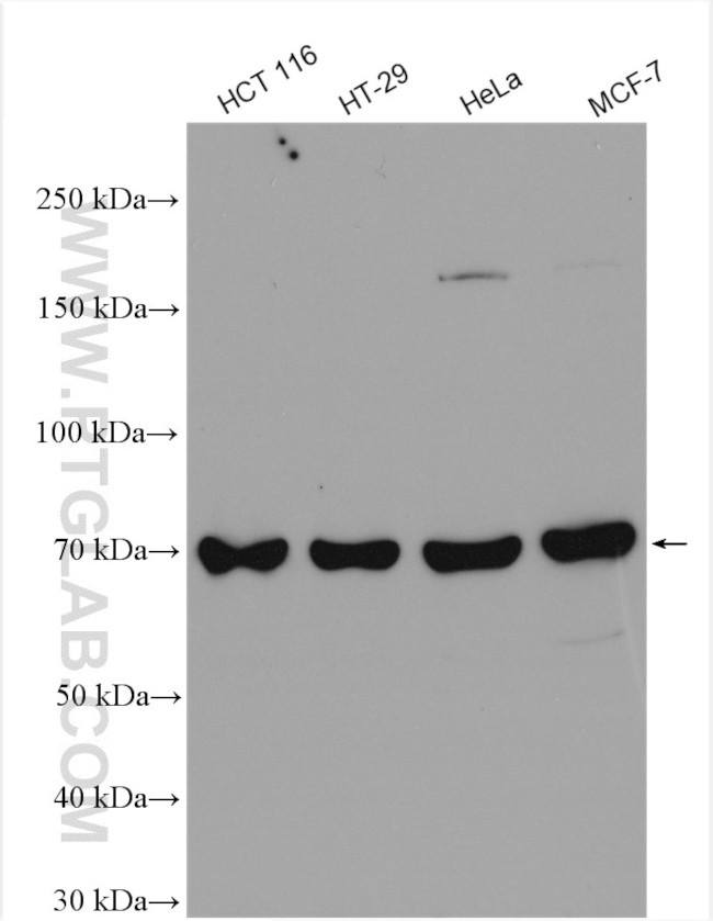 PABPC1/PABP Antibody in Western Blot (WB)