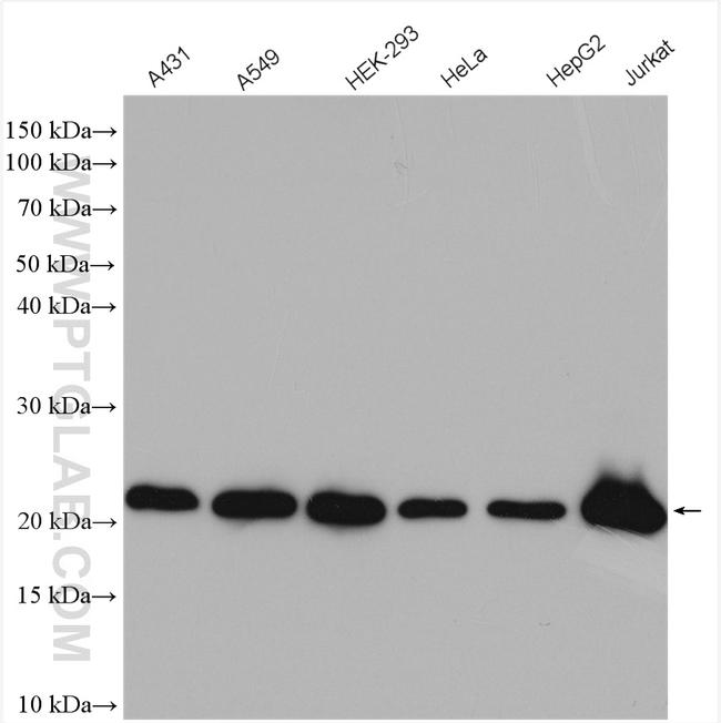 BID Antibody in Western Blot (WB)