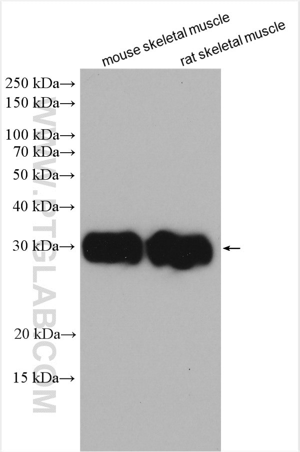 FHL1 Antibody in Western Blot (WB)