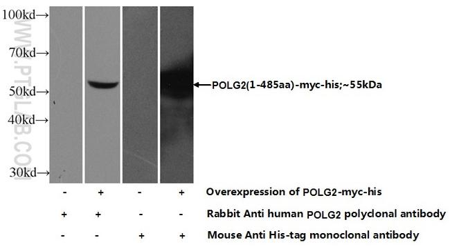 POLG2 Antibody in Western Blot (WB)