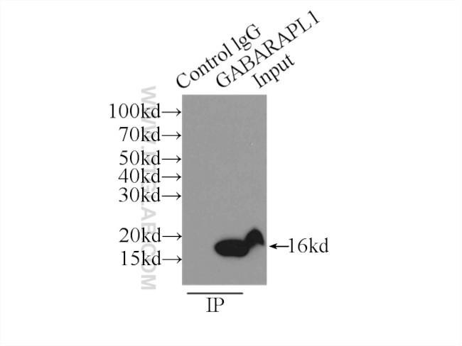 GABARAPL1 Antibody in Immunoprecipitation (IP)
