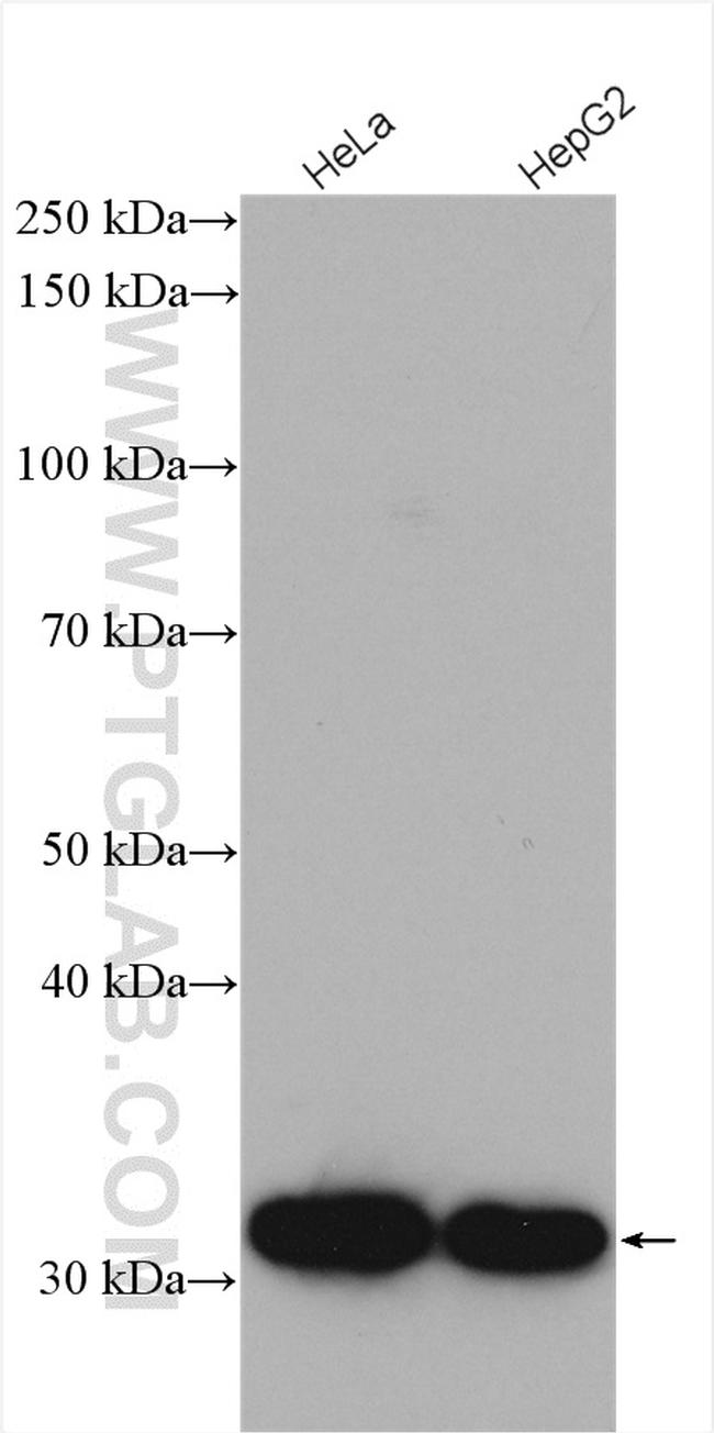 CDK4 Antibody in Western Blot (WB)