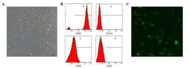 CD45 Antibody in Flow Cytometry (Flow)