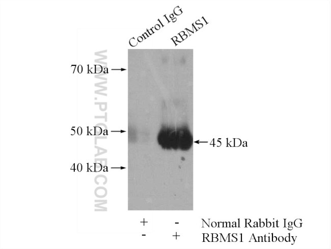 RBMS1 Antibody in Immunoprecipitation (IP)