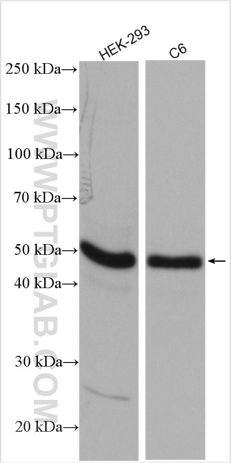 RBMS1 Antibody in Western Blot (WB)