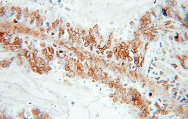 SYCE1 Antibody in Immunohistochemistry (Paraffin) (IHC (P))