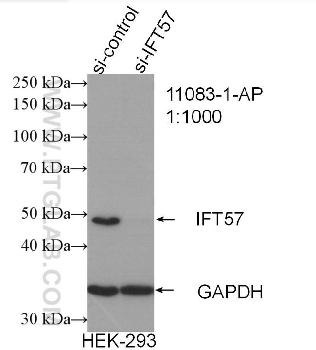 IFT57 Antibody in Western Blot (WB)
