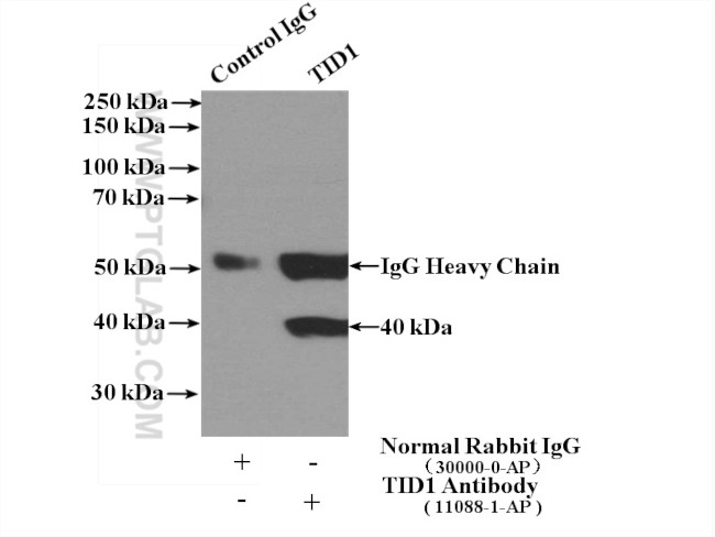 TID1 Antibody in Immunoprecipitation (IP)
