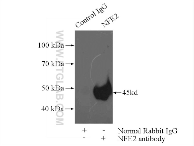 NFE2 Antibody in Immunoprecipitation (IP)