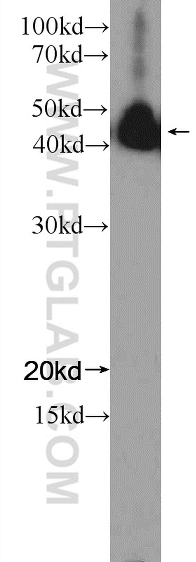 NFE2 Antibody in Western Blot (WB)