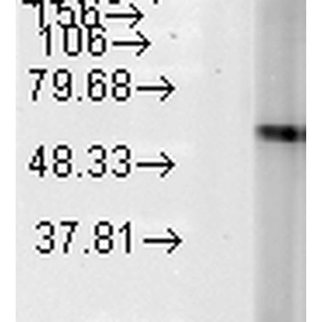 Hsp60 Antibody in Western Blot (WB)