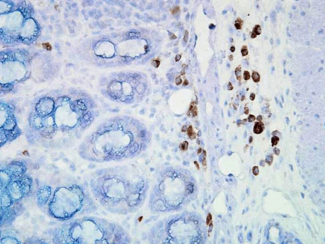 Hsp90 alpha Antibody in Immunohistochemistry (PFA fixed) (IHC (PFA))