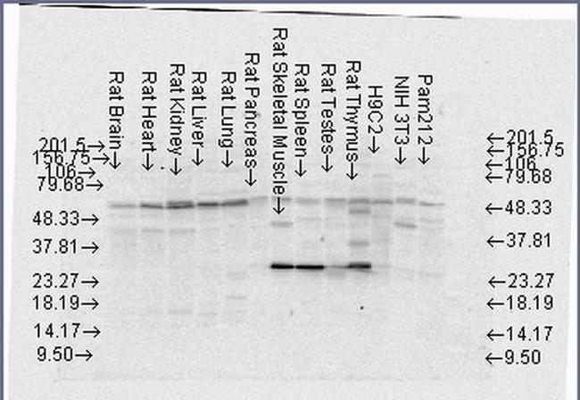 FKBP52 Antibody in Western Blot (WB)