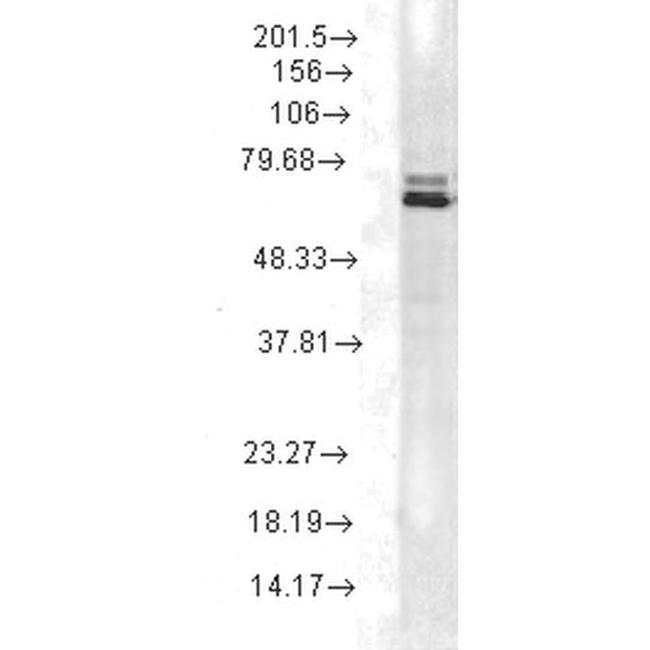 Hsp70 Antibody in Western Blot (WB)