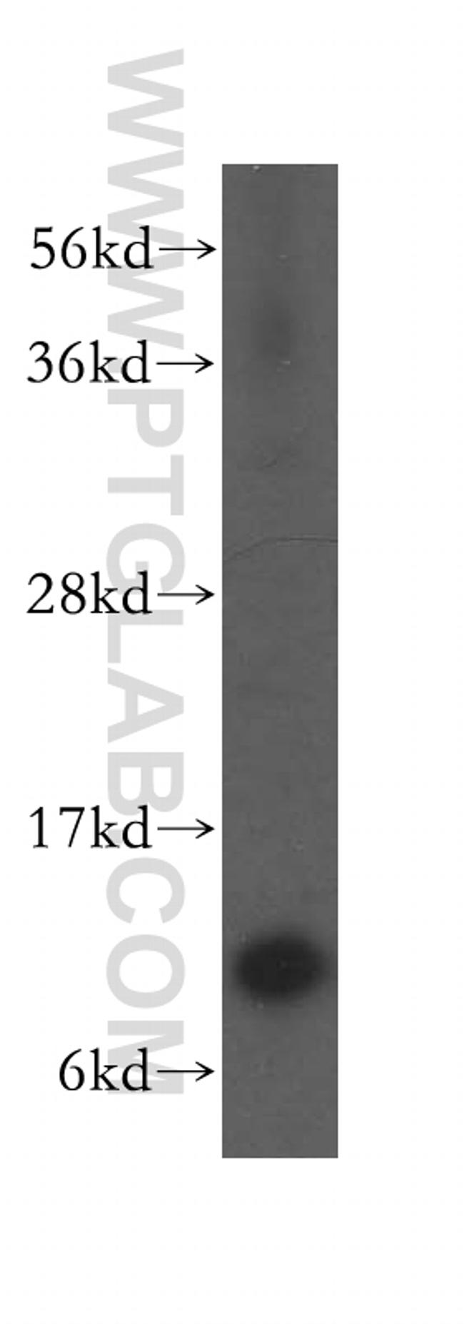 TIMM10 Antibody in Western Blot (WB)