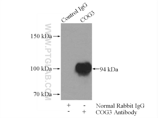 COG3 Polyclonal Antibody (11130-1-AP)