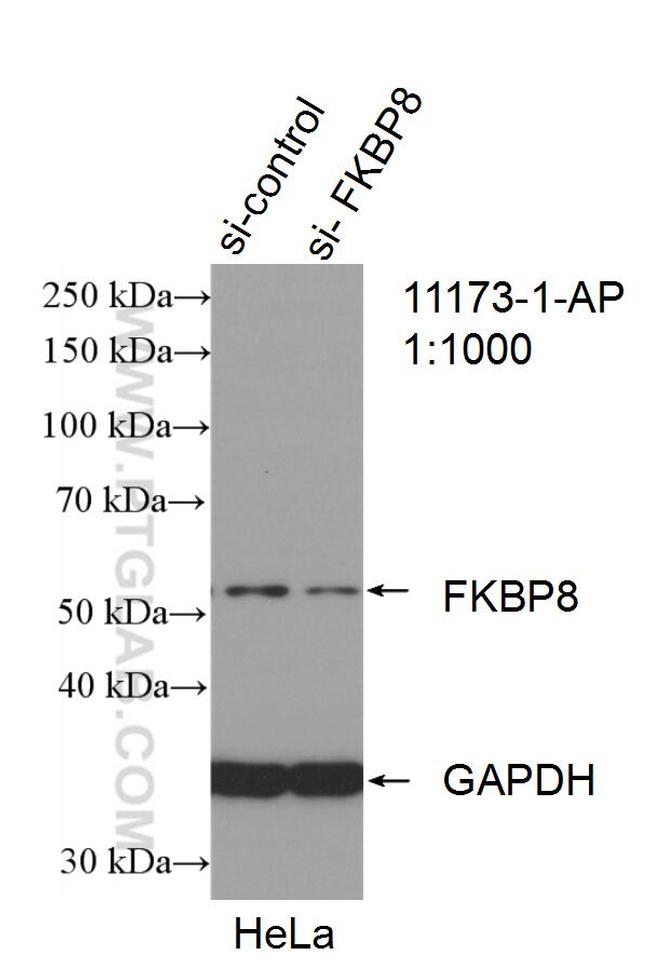 FKBP8 Antibody in Western Blot (WB)