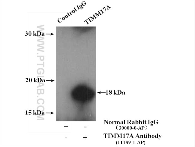 TIMM17A Antibody in Immunoprecipitation (IP)