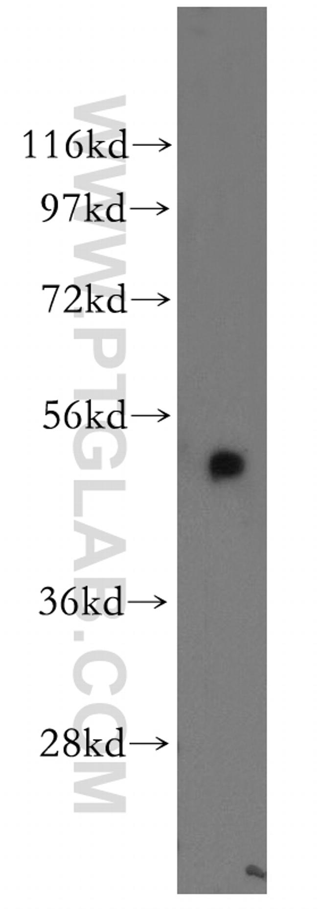 NDUFV1 Antibody in Western Blot (WB)