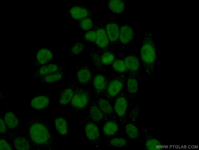 RAD51AP1 Antibody in Immunocytochemistry (ICC/IF)