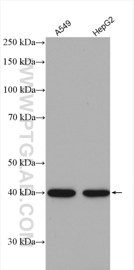 PRMT1 Antibody in Western Blot (WB)