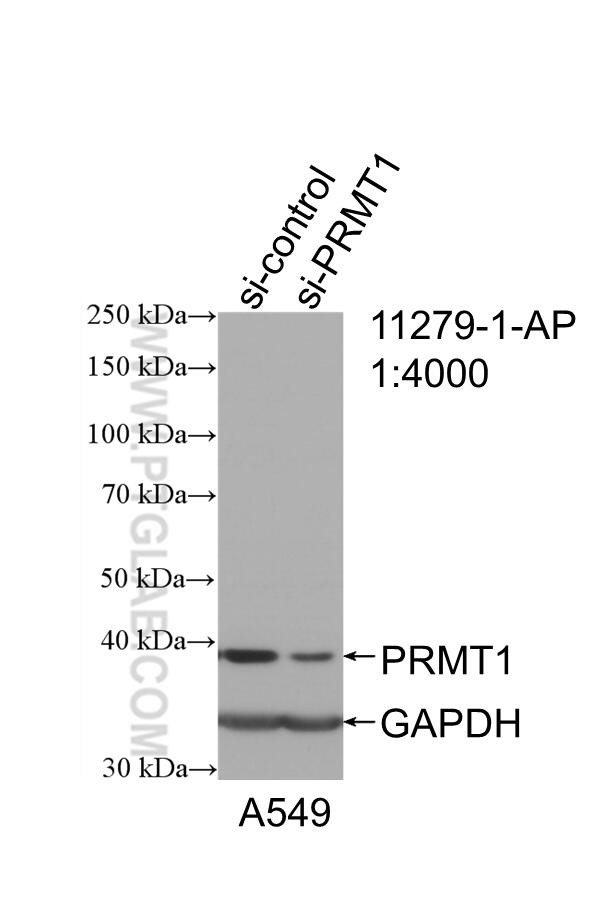 PRMT1 Antibody in Western Blot (WB)