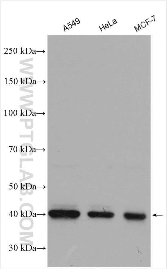 PRMT1 Antibody in Western Blot (WB)