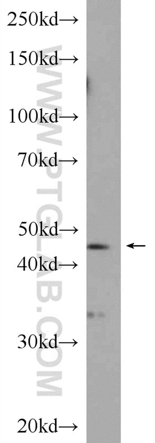 SERPINE2 Antibody in Western Blot (WB)