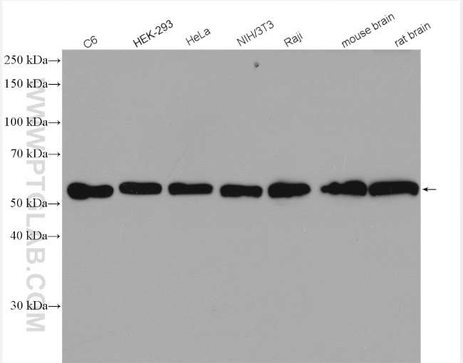 Beclin 1 Antibody in Western Blot (WB)