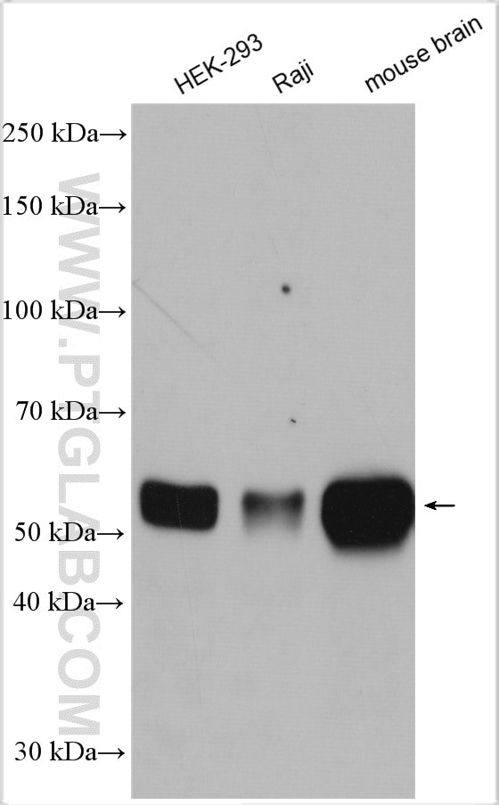 Beclin 1 Antibody in Western Blot (WB)