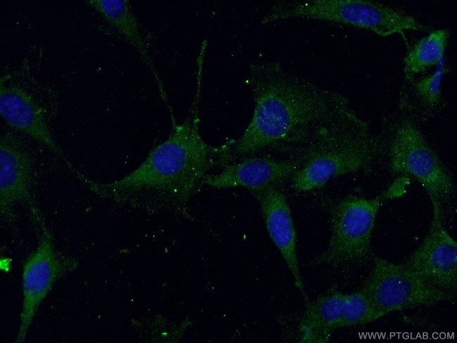 Beclin 1 Antibody in Immunocytochemistry (ICC/IF)