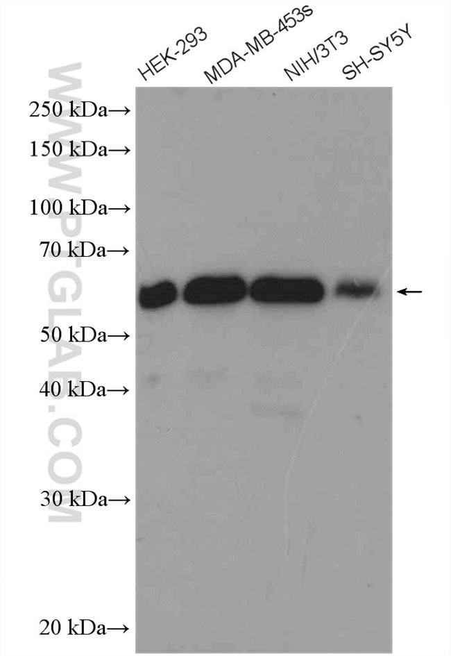 Beclin 1 Antibody in Western Blot (WB)