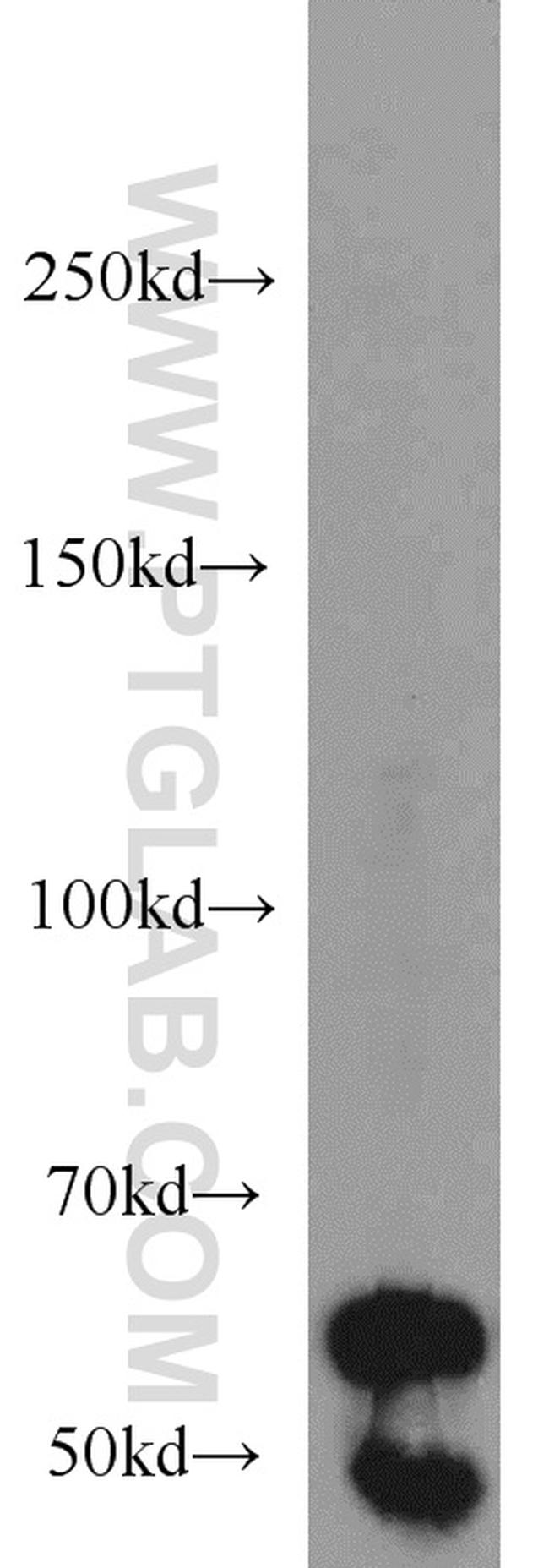 Beclin 1 Antibody in Western Blot (WB)