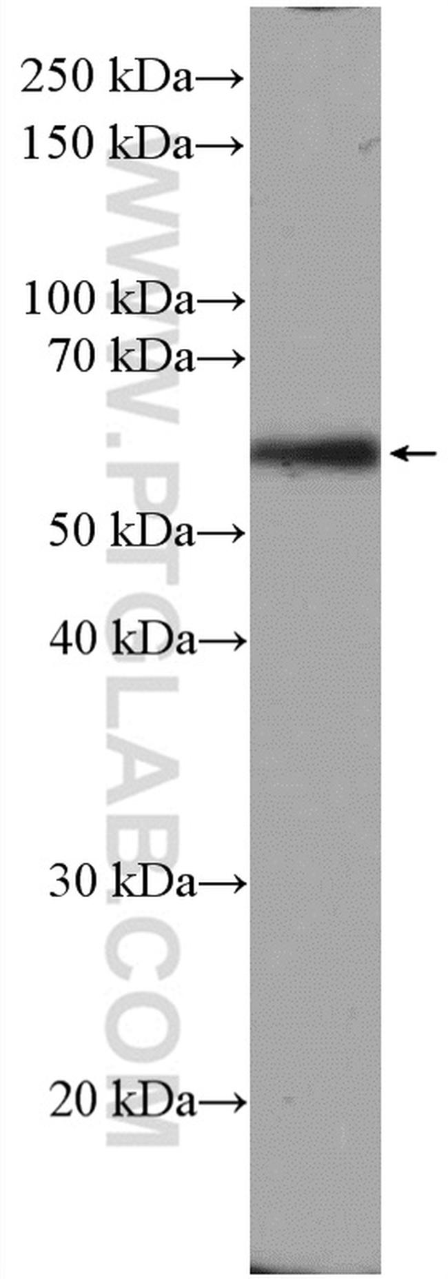 Beclin 1 Antibody in Western Blot (WB)